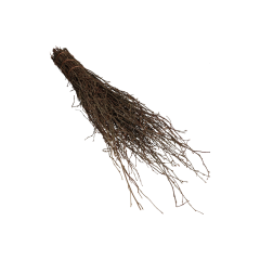 Bezem van berkentakken zonder steel